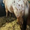 Appaloosa-Horse-for-Sale-1-copy-1.jpg Appaloosa Horse for Sale | Purebred Appaloosas
