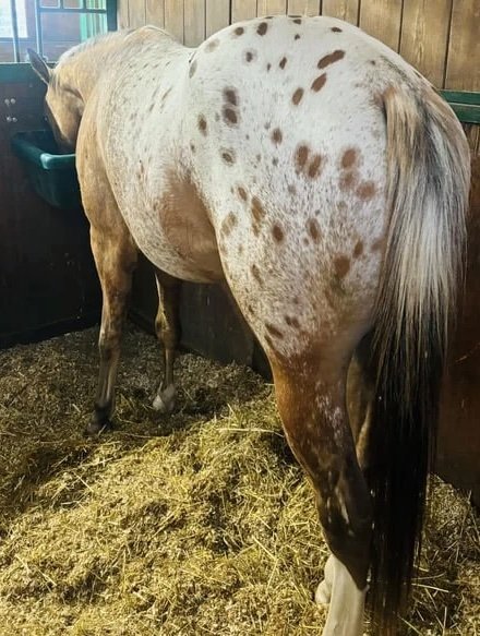 Appaloosa-Horse-for-Sale-1-copy-1.jpg Appaloosa Horse for Sale | Purebred Appaloosas