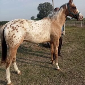 Appaloosa Horse for Sale | Purebred Appaloosas