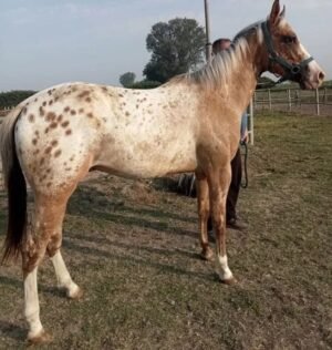 Appaloosa-Horse-for-Sale-copy-1.jpg Appaloosa Horse for Sale | Purebred Appaloosas