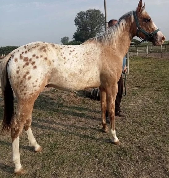 Appaloosa-Horse-for-Sale-copy-1.jpg Appaloosa Horse for Sale | Purebred Appaloosas