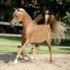 Arabian Horses for Sale