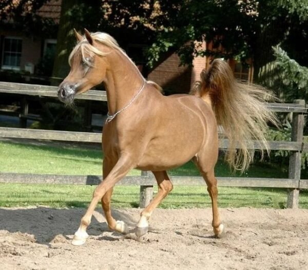Arabian Horses for Sale