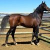 Arabian Horses for Sale