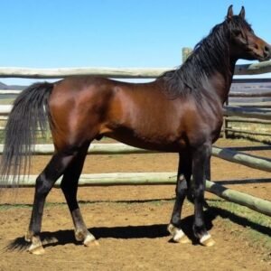 Arabian Horses for Sale