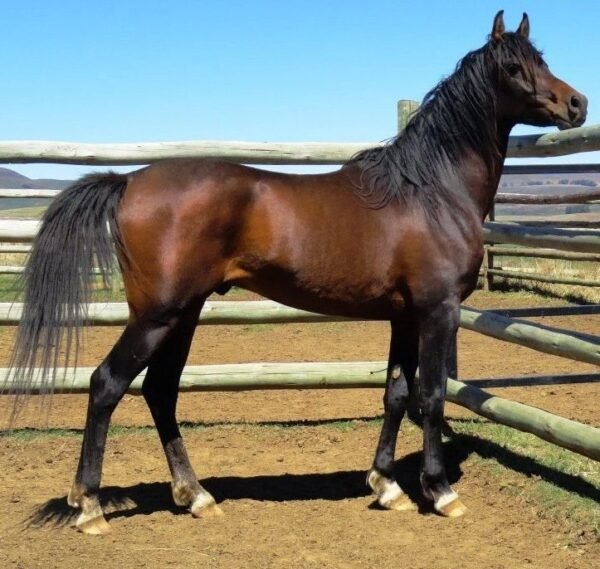 Arabian Horses for Sale