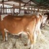 Ayrshire Cows for Sale