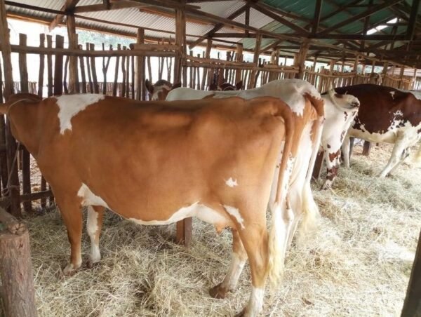 Ayrshire Cows for Sale