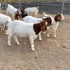 Boer Goats for Sale
