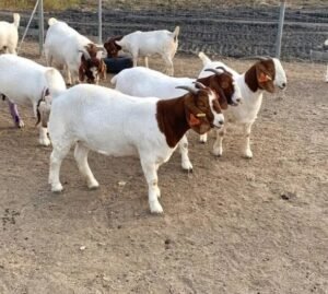 Boar-goats-for-sale-1.jpg Boer Goats for Sale
