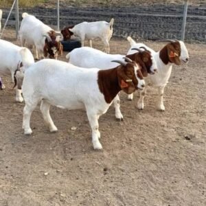 Boer Goats for Sale