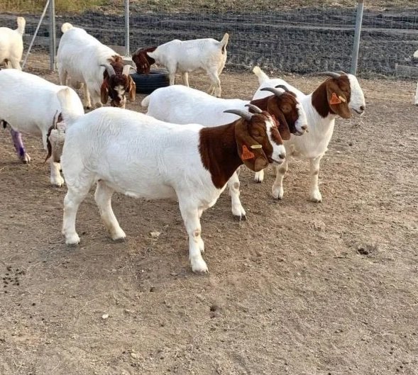 Boar-goats-for-sale-1.jpg Boer Goats for Sale