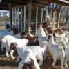 Boer-goat-1.jpg Boer Goats for Sale