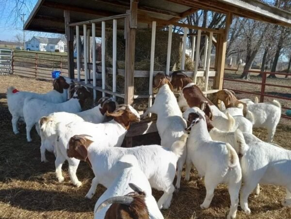 Boer-goat-1.jpg Boer Goats for Sale
