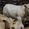 Charolais cattle for sale