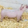 Chester White Pigs for Sale