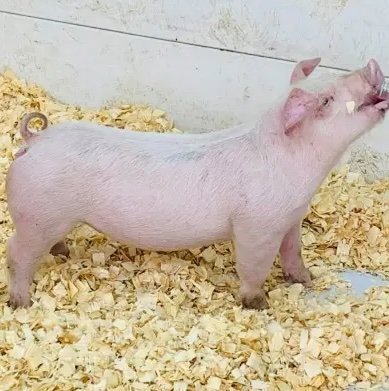 Chester White Pigs for Sale