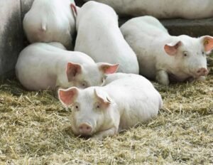 Chester White Pigs for Sale