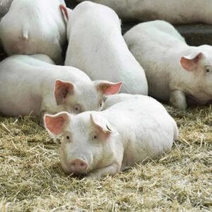 Chester White Pigs for Sale