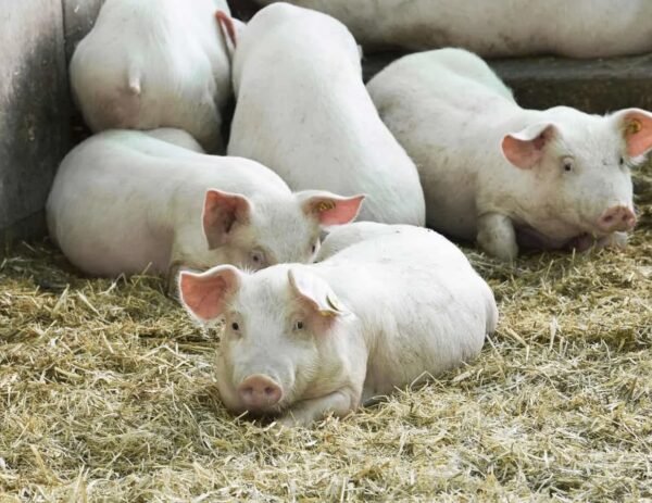 Chester White Pigs for Sale