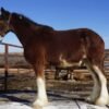 Clydesdale Horses for Sale