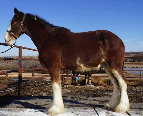 Clydesdale Horses for Sale