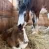 Clydesdale Horses for Sale