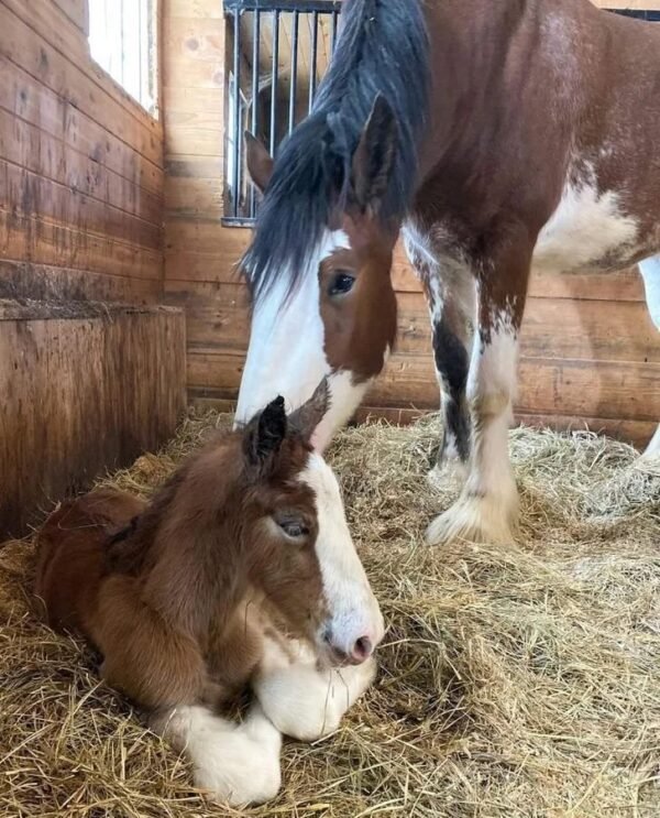 Clydesdale Horses for Sale