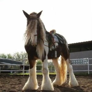 Clydesdale Horses for Sale