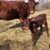 Devon-Cattle-calves-for-Sale-1-copy-1.jpg Devon Cattle for Sale