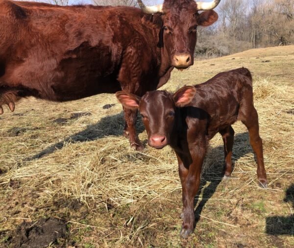 Devon-Cattle-calves-for-Sale-1-copy-1.jpg Devon Cattle for Sale