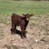 Devon-Cattle-calves-for-Sale-copy-1.jpg Devon Cattle for Sale