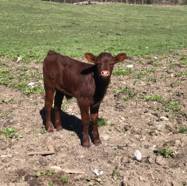 Devon-Cattle-calves-for-Sale-copy-1.jpg Devon Cattle for Sale