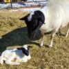 Dorper Sheep for Sale