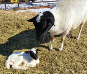 Dorper Sheep for Sale