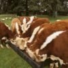 Hereford-Cattle-for-Sale-1-copy-1.jpg Hereford Cattle for Sale