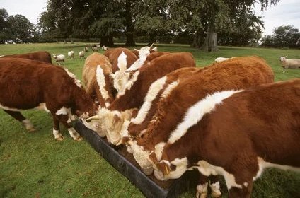 Hereford-Cattle-for-Sale-1-copy-1.jpg Hereford Cattle for Sale