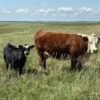 Hereford-Cattle-for-Sale-copy-1.jpg Hereford Cattle for Sale