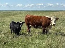 Hereford-Cattle-for-Sale-copy-1.jpg Hereford Cattle for Sale