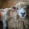 Home-page-2nd-pic-Lincoln-Longwool-Lamb-acres-600x600-1-copy-1.jpg Lincoln Sheep for Sale