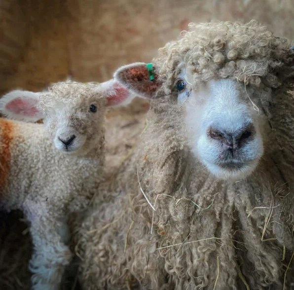 Home-page-2nd-pic-Lincoln-Longwool-Lamb-acres-600x600-1-copy-1.jpg Lincoln Sheep for Sale