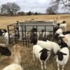 Dorper Sheep for Sale