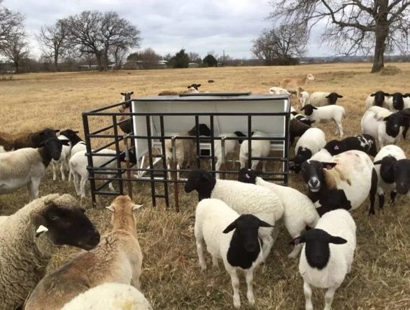 Dorper Sheep for Sale