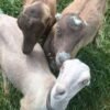 LaMancha-Goats-for-Sale-NOW-copy-1.jpg LaMancha Goats for Sale