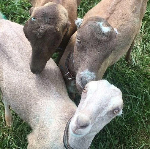 LaMancha-Goats-for-Sale-NOW-copy-1.jpg LaMancha Goats for Sale