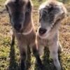 LaMancha-Goats-for-Sale-copy-1.jpg LaMancha Goats for Sale