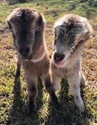 LaMancha-Goats-for-Sale-copy-1.jpg LaMancha Goats for Sale