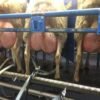 Lacaune Sheep for Sale