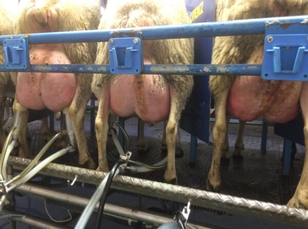 Lacaune Sheep for Sale