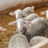 Lacaune Sheep for Sale
